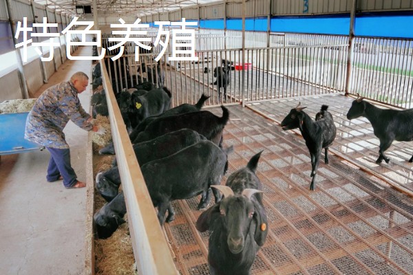致富赚钱的方法，种植蔬菜水果、选择食品加工等项目均可获利