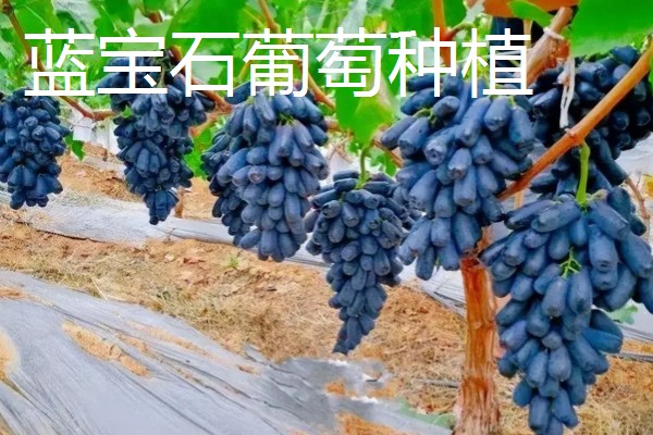 致富赚钱的方法，种植蔬菜水果、选择食品加工等项目均可获利
