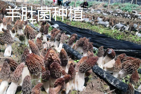 致富赚钱的方法，种植蔬菜水果、选择食品加工等项目均可获利