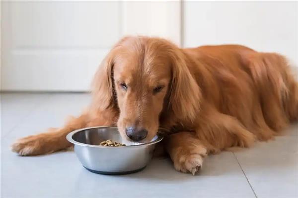 狗关节炎腿瘸了如何处理，使用硫酸软骨素等药物有助于恢复健康