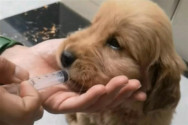 狗关节炎腿瘸了如何处理，使用硫酸软骨素等药物有助于恢复健康