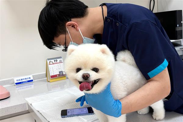 狗关节炎腿瘸了如何处理，使用硫酸软骨素等药物有助于恢复健康
