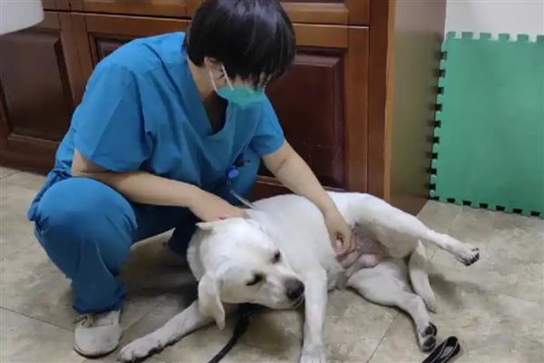 狗关节炎腿瘸了如何处理，使用硫酸软骨素等药物有助于恢复健康