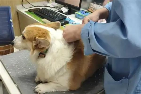 狗关节炎腿瘸了如何处理，使用硫酸软骨素等药物有助于恢复健康