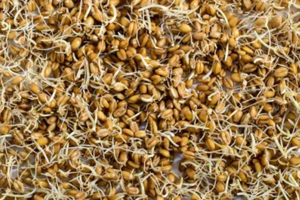 小麦种子多久发芽，适宜的环境下3-5天发芽
