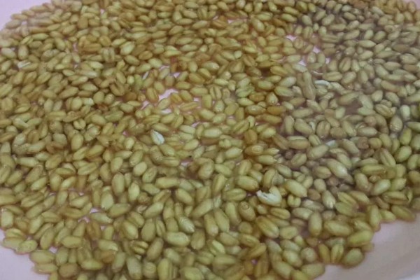 小麦种子多久发芽，适宜的环境下3-5天发芽