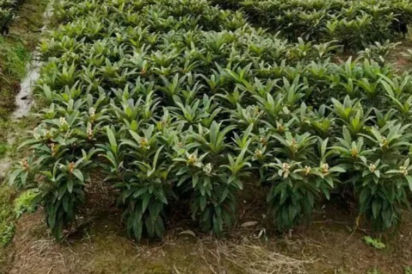 白玉枇杷苗的种植前景，种植前景广阔