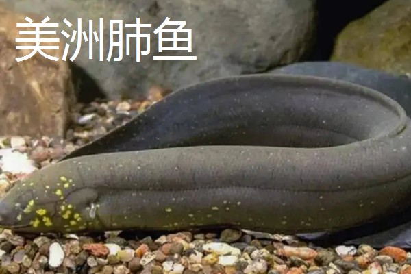肺鱼简介，别称原鳍