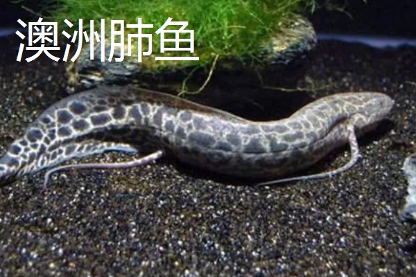 肺鱼简介，别称原鳍
