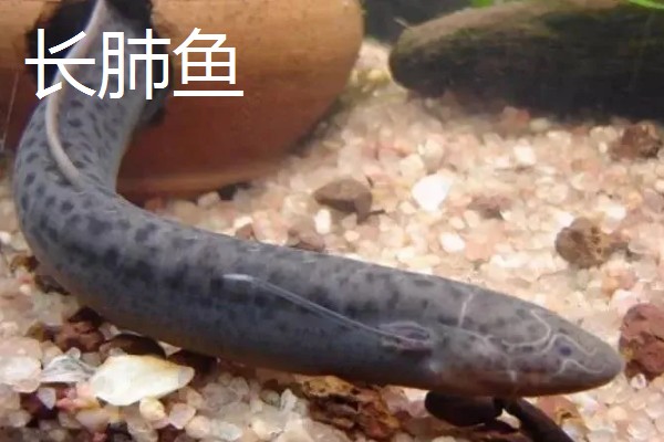 肺鱼简介，别称原鳍