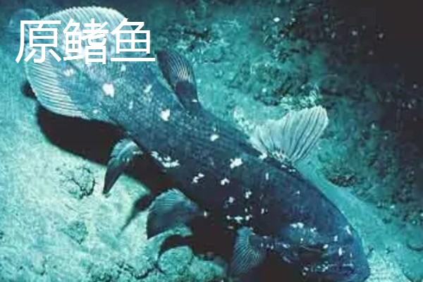 肺鱼简介，别称原鳍