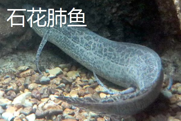 肺鱼简介，别称原鳍