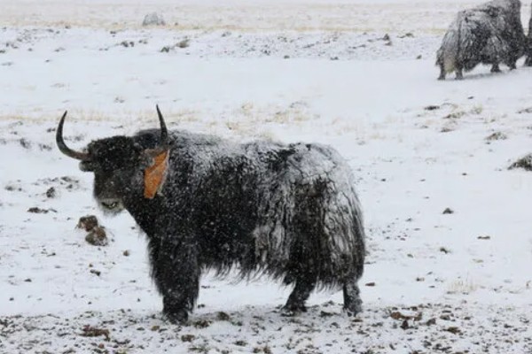 怎么判断牦牛的年龄，可根据角轮数目和牙齿来判断
