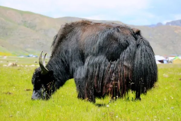 怎么判断牦牛的年龄，可根据角轮数目和牙齿来判断