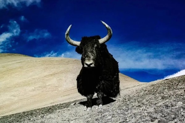 怎么判断牦牛的年龄，可根据角轮数目和牙齿来判断