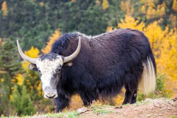 怎么判断牦牛的年龄，可根据角轮数目和牙齿来判断