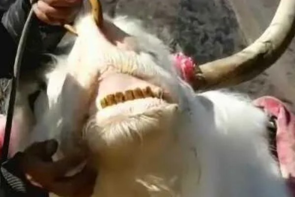 怎么判断牦牛的年龄，可根据角轮数目和牙齿来判断