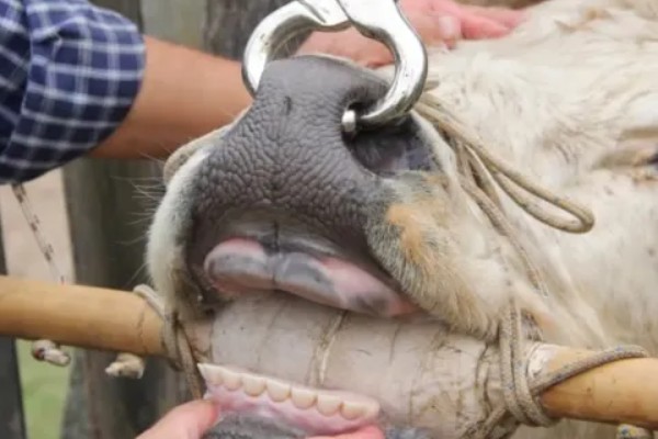 怎么判断牦牛的年龄，可根据角轮数目和牙齿来判断