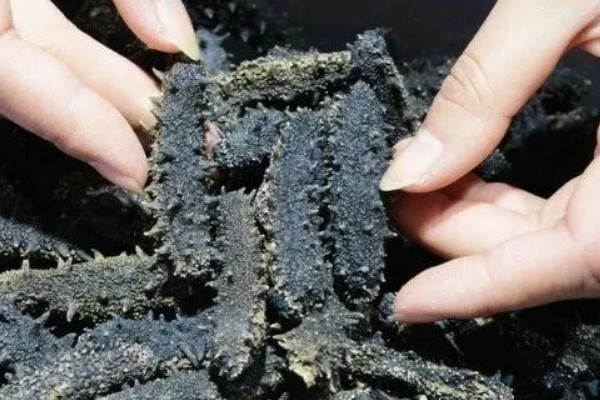 海参如何挑选，好的海参肉质结实