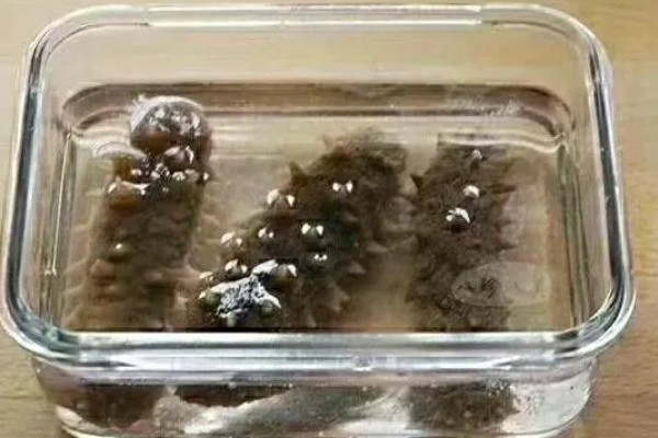 海参如何挑选，好的海参肉质结实