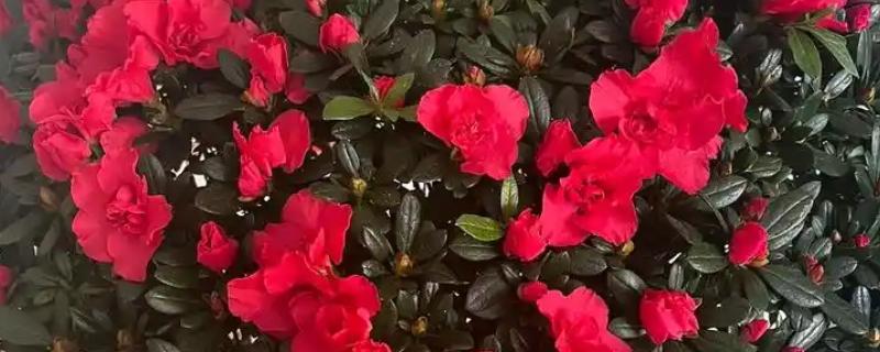 红色杜鹃花有毒吗，是没有毒性的