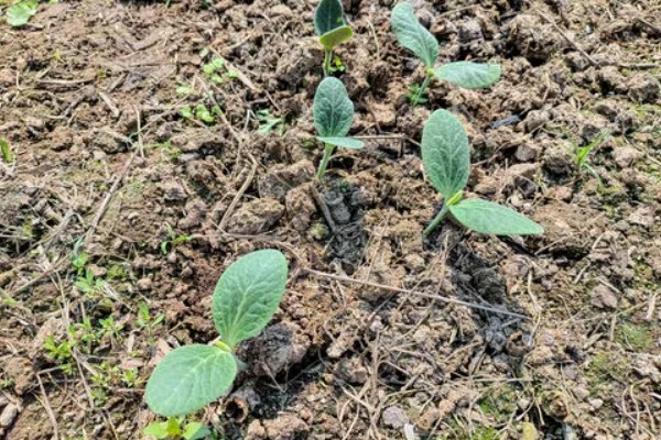 贝贝瓜的种植方法，种植前需浸种催芽