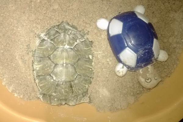巴西龟的冬眠时间，气温低于15℃的时候开始冬眠