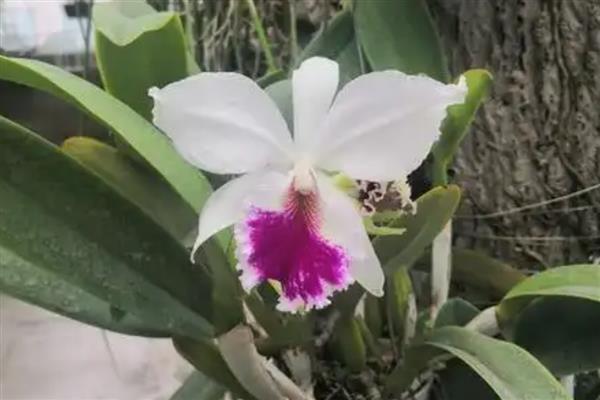 卡特兰常见的几种病害及防治方法，有花枯病、花腐病等