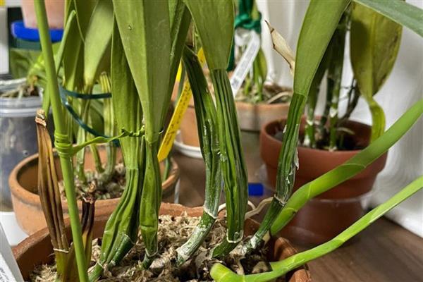 卡特兰常见的几种病害及防治方法，有花枯病、花腐病等