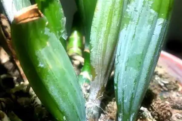 卡特兰常见的几种病害及防治方法，有花枯病、花腐病等