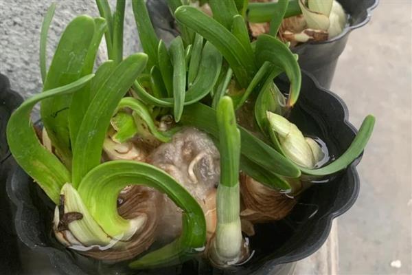 开过花的水仙花球怎样处理，要修剪掉球茎底部的根须