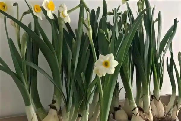 开过花的水仙花球怎样处理，要修剪掉球茎底部的根须