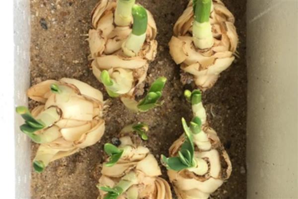 开过花的水仙花球怎样处理，要修剪掉球茎底部的根须