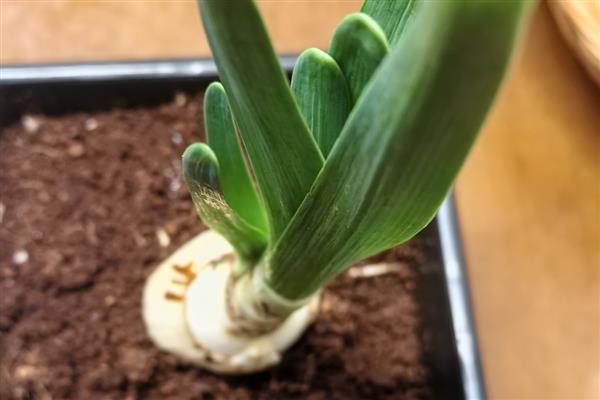 开过花的水仙花球怎样处理，要修剪掉球茎底部的根须