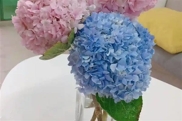 绣球花水养的注意事项，最好使用纯净水养