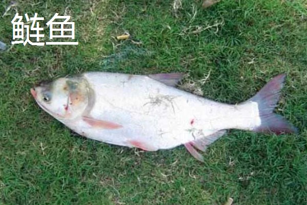 2.0号主线搭配1.5号子线可以钓多重的鱼，通常可以应付6斤以内的鱼类