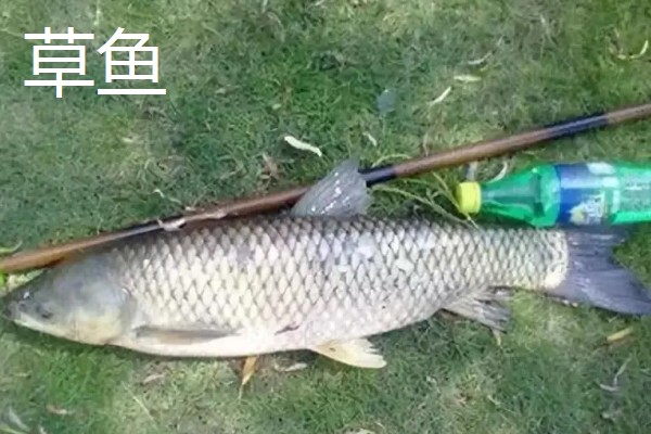 2.0号主线搭配1.5号子线可以钓多重的鱼，通常可以应付6斤以内的鱼类