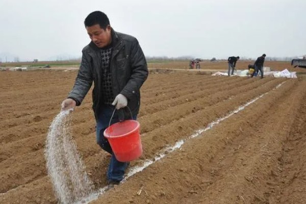 刺芹选什么品种比较好，通常栽培多选小叶品种