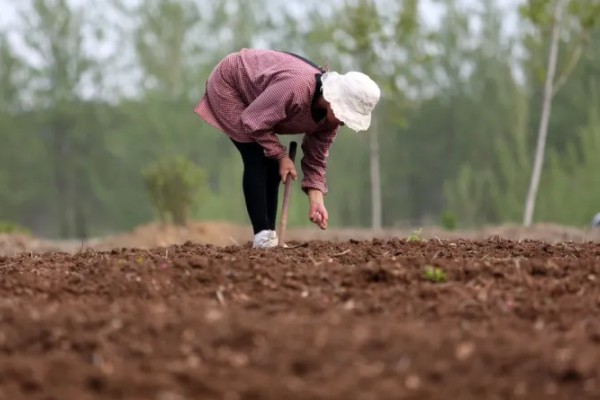刺芹选什么品种比较好，通常栽培多选小叶品种