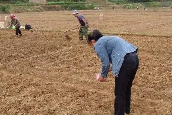 刺芹选什么品种比较好，通常栽培多选小叶品种