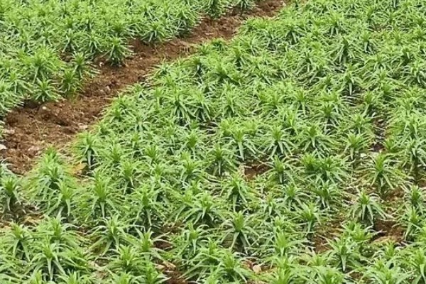 刺芹选什么品种比较好，通常栽培多选小叶品种