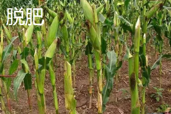 玉米脱肥症介绍，脱肥主要是缺少氮、磷、钾