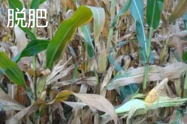 玉米脱肥症介绍，脱肥主要是缺少氮、磷、钾