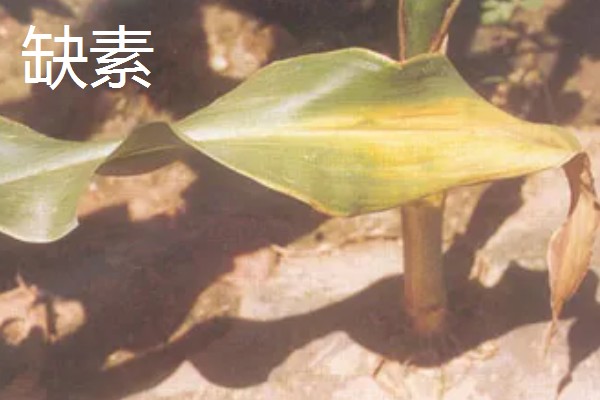 玉米脱肥症介绍，脱肥主要是缺少氮、磷、钾