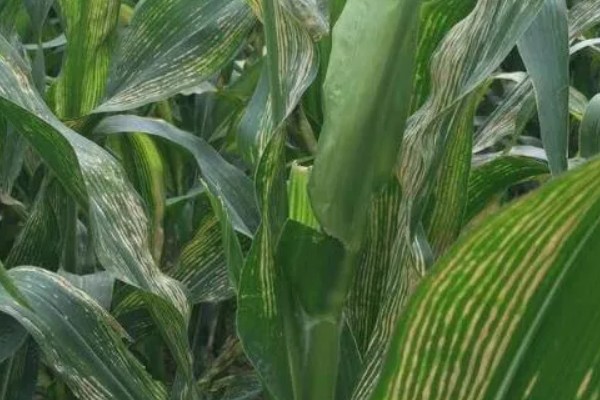 玉米脱肥症介绍，脱肥主要是缺少氮、磷、钾