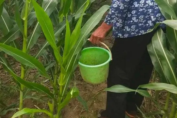 玉米脱肥症介绍，脱肥主要是缺少氮、磷、钾