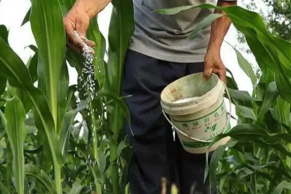 玉米脱肥症介绍，脱肥主要是缺少氮、磷、钾