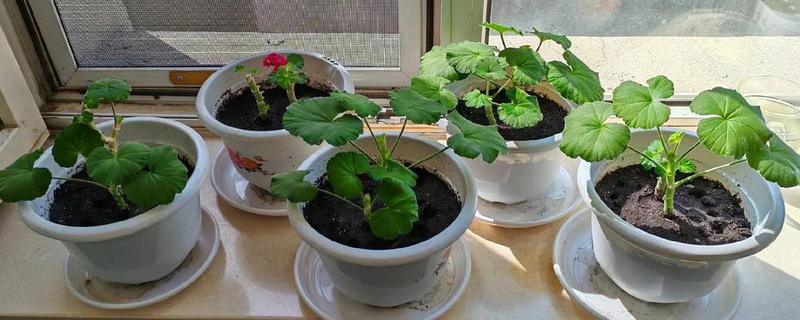 天竺葵怎么扦插,选择长势良好的枝条作为插穗