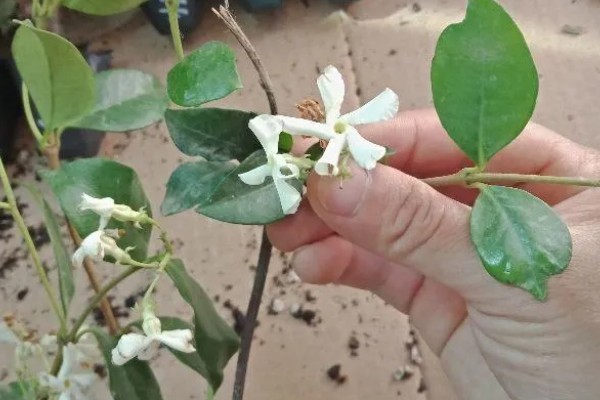 如何牵引风车茉莉，首先要搭建出一个支架来