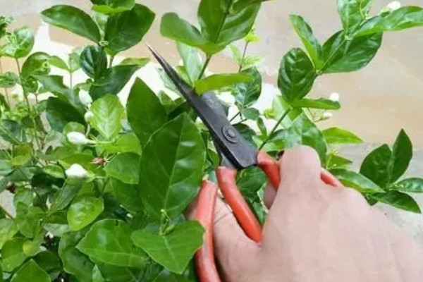 如何牵引风车茉莉，首先要搭建出一个支架来